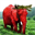 Real Strawberry Elephant (ØΜØ¨Ø§Ø­ Ø§Ù„ÙØ±Ùˆ)